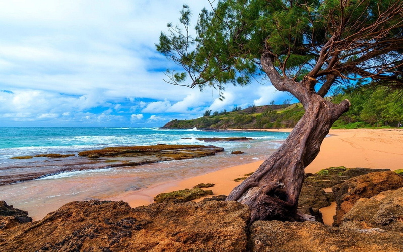 day, tranquil scene, beauty in nature, nature, scenics - nature, water, Ocean, plant, tranquility, no people, sand, land, cloud - sky, 1080P, tropical tree