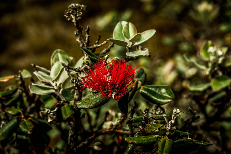 lehua, kokee, close-up, focus on foreground, food and drink, koke`e state park, 5K, plant part, food, bud, flowering plant, outdoors, nature, no people