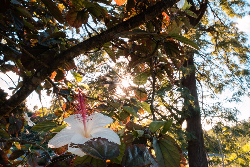 summer, low angle view, mood, sunset, background, sun, branch, tree, flowering plant, united states, fragility, sunlight, beauty in nature, blooming, aloha