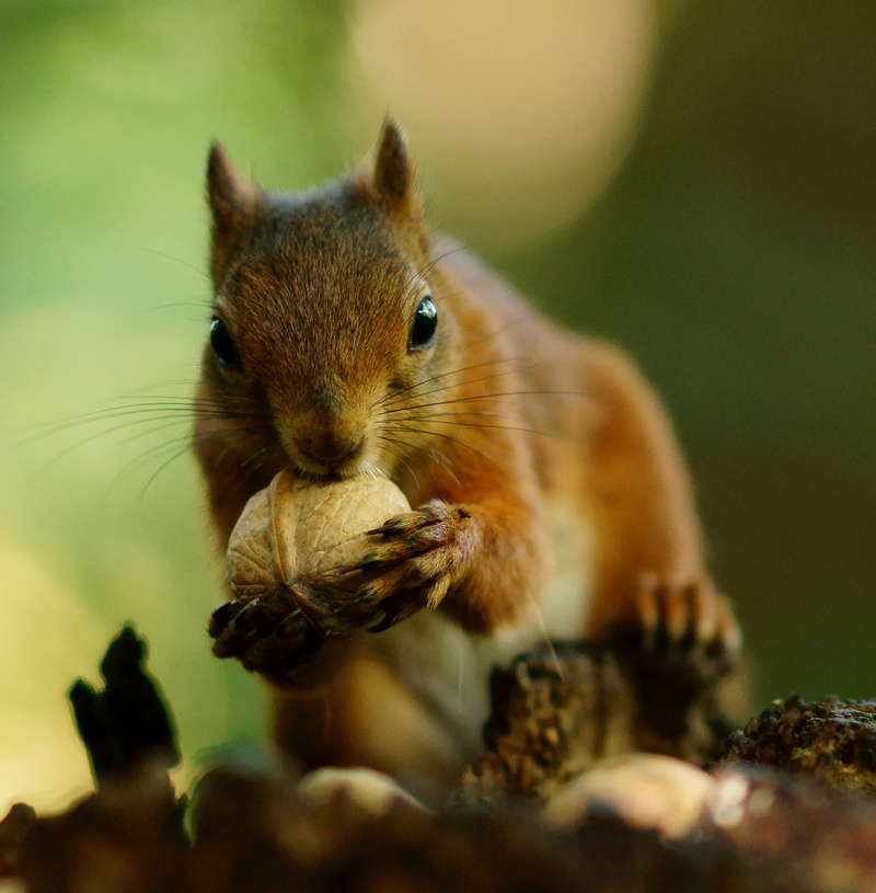 sciurus  vulgaris, close-up, alverstone  mead, wildlife, shift, cute, brown, tilt, nature, outdoors, nature  reserve, red  squirrel, eating, acorn, wight