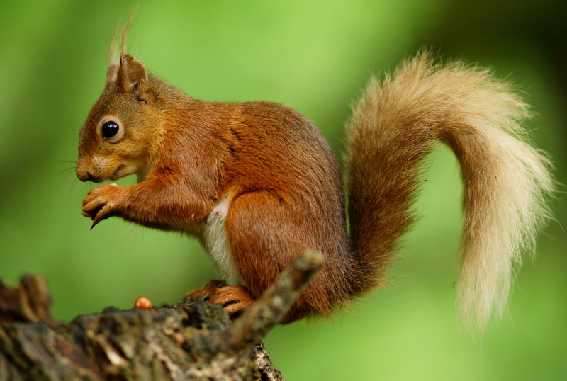 white, forest, eating, wildlife, Wight, Nature  Reserve, white squirrel, mammal, brown, squirrel, Red  Squirrel, tree, 1080P, animal, Alverstone  Mead