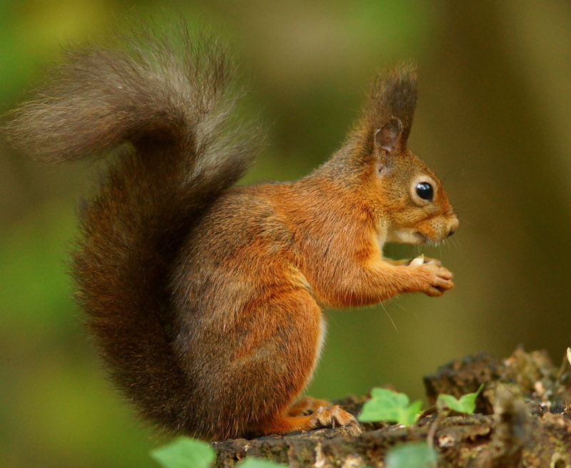 cute, Red  Squirrel, standing, outdoors, fluffy, Alverstone  Mead, wildlife, Trimming, brown, 720P, DG, animal, Sigma, Wight, forest, mammal, EX, IoW