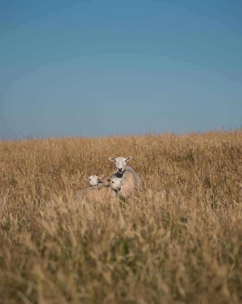 day, three, animal, copy space, blue, one animal, field, antelope, animals in the wild, animal wildlife, deer, animal themes, wildlife, sjy, grassland