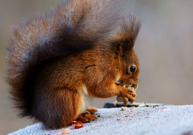 mammal, fur, Wight, outdoors, Peanut, Alverstone  Mead, nature, tan, animal, cute, England, 1080P, Isle, IoW, eating, Nature  Reserve, Eater, Sciurus  vulgaris