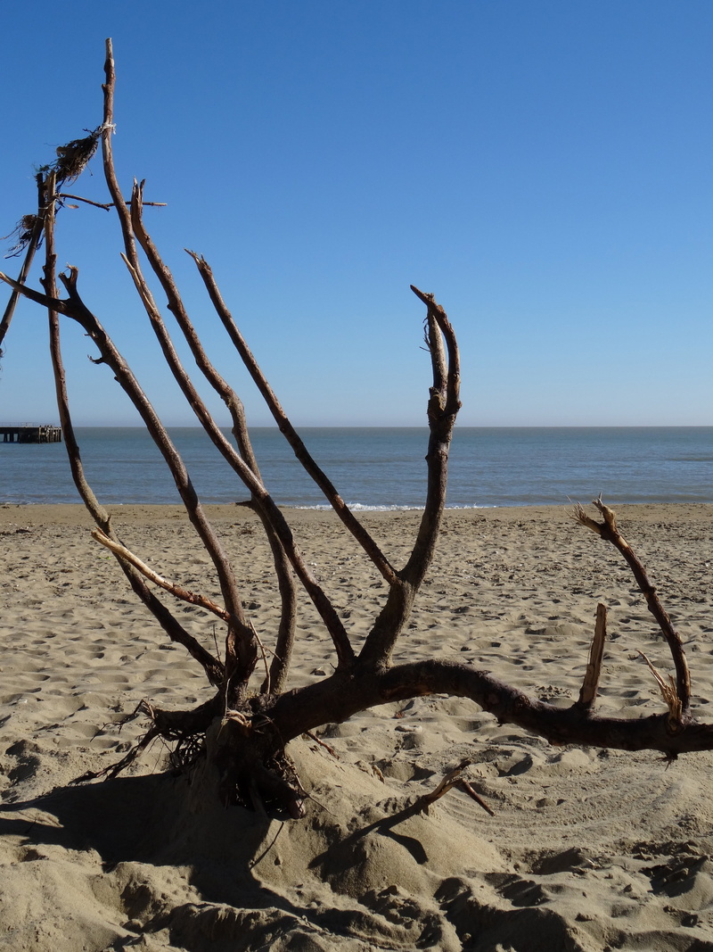 5K, jetsam, water, dead plant, clear sky, sky, land, branches, nature, sea, horizon, sunlight, tranquility, beach, sandown beach, scenics - nature, tranquil scene