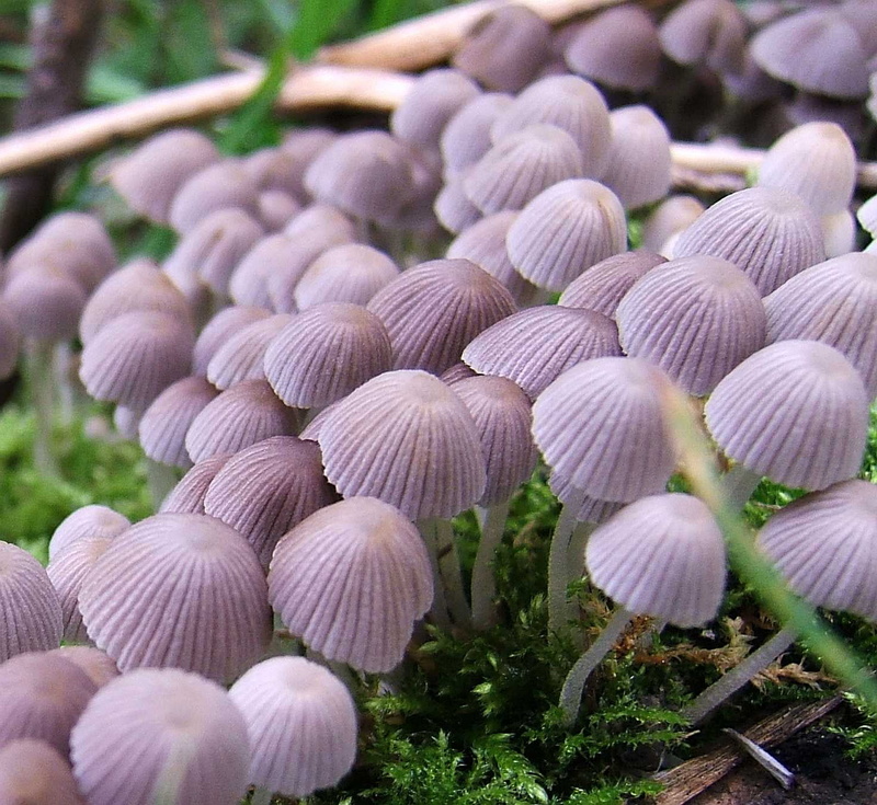 freshness, mushrooms, Fungi, vegetable, close-up, mushrums, Fairy, food, LOVE NATURE, white, toadstools, Crumble Cap, mushroom, i500, plant, Coprinellus disseminatus