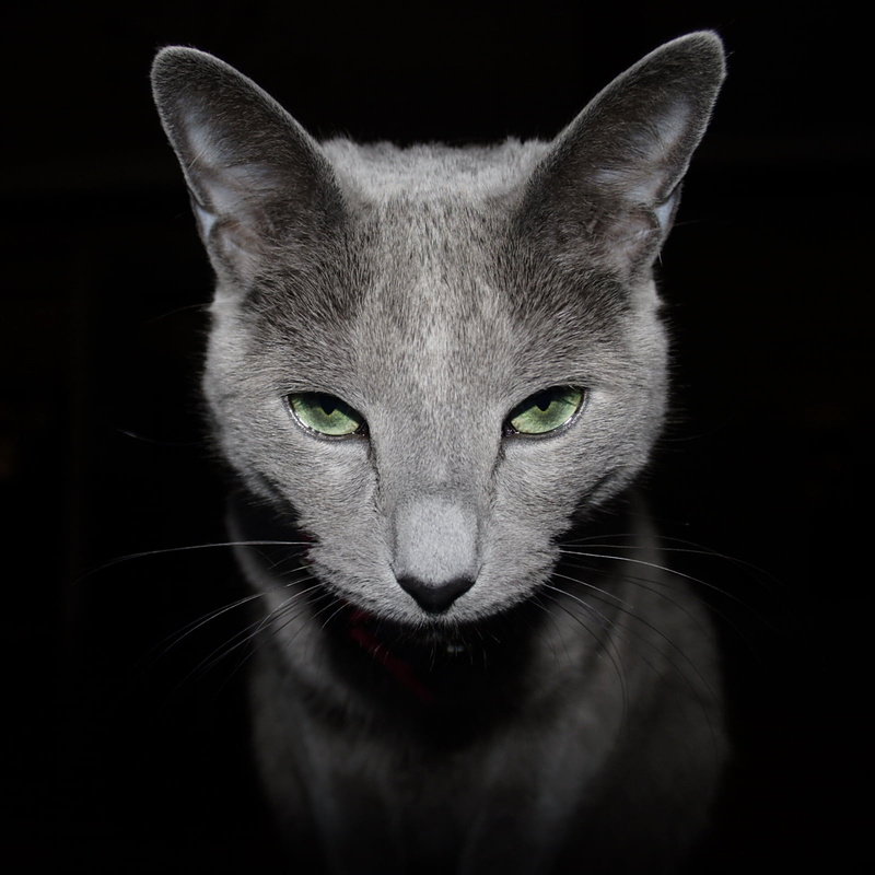 shallow focus, kitten, shallow, focus, looking, russian blue, russian  blue, breeder, cute, animal, 720P, cats, domestic Cat, Portrait, mammal, pets, domestic Animals