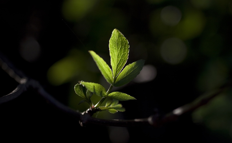 photography, leaves, beginnings, selective focus, Seasons, focus on foreground, small, fragility, day, green color, close-up, new life, green, nature, plant part