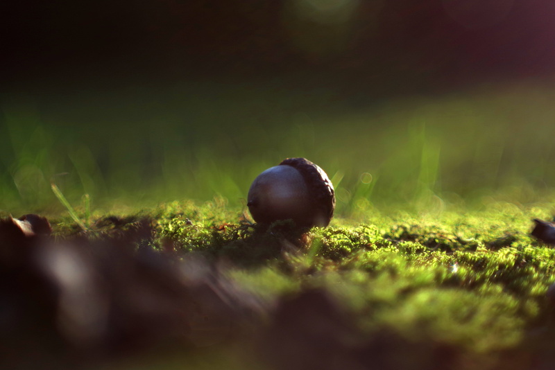 oak, the beauty of nature, nature, green color, autumn, moss, food and drink, forest, food, grass, land, park, animals in the wild, close-up, invertebrate