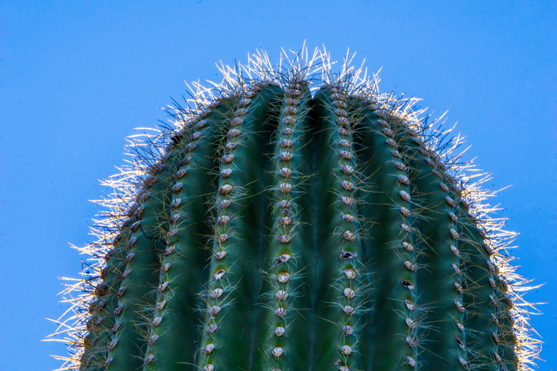 growth, warning sign, nature, ecosystem, close, spiky, arizona, sign, plant, day, beauty, favs, macro, blue, green color, spiked, succulent plant, outdoors