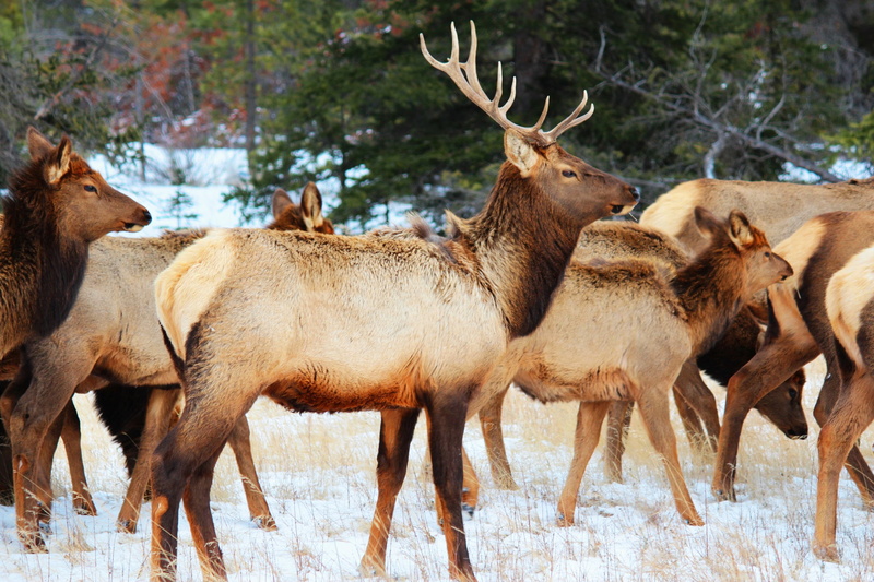 herd, 2K, FAV, Jasper National Park, Awards, No. 1, textures, brown, Elk, national, winter, land, Images, park, snow, Alberta, Canada, Nature, Group, deer