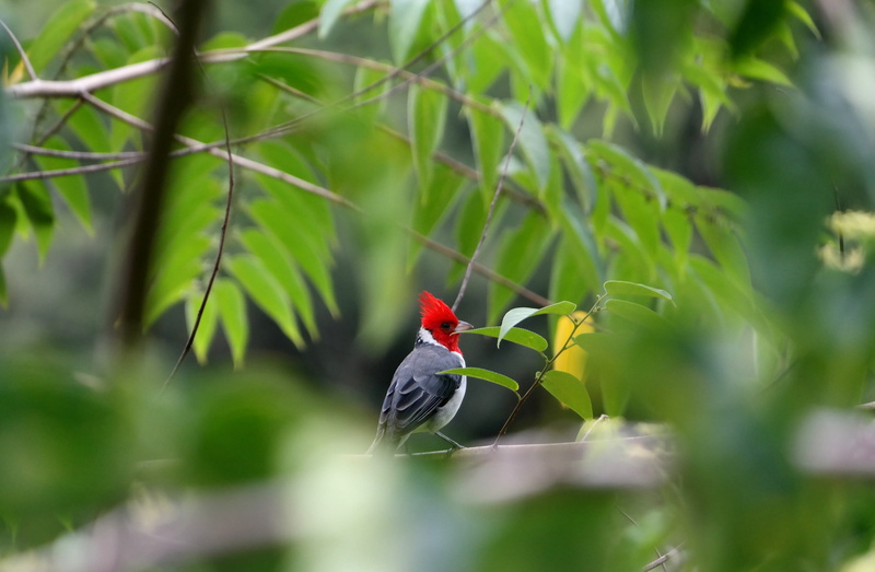 waimea, one animal, beauty in nature, vertebrate, perching, cardinal - bird, usa, nature, 2K, oahu, tree, outdoors, plant, bird, hawaii, honolulu, animals in the wild