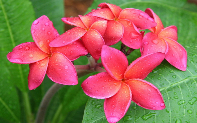waimea, hawaii, plumeria, leaves, pink, 1080P, orange, red, centered, green, colored, tropical, flowers