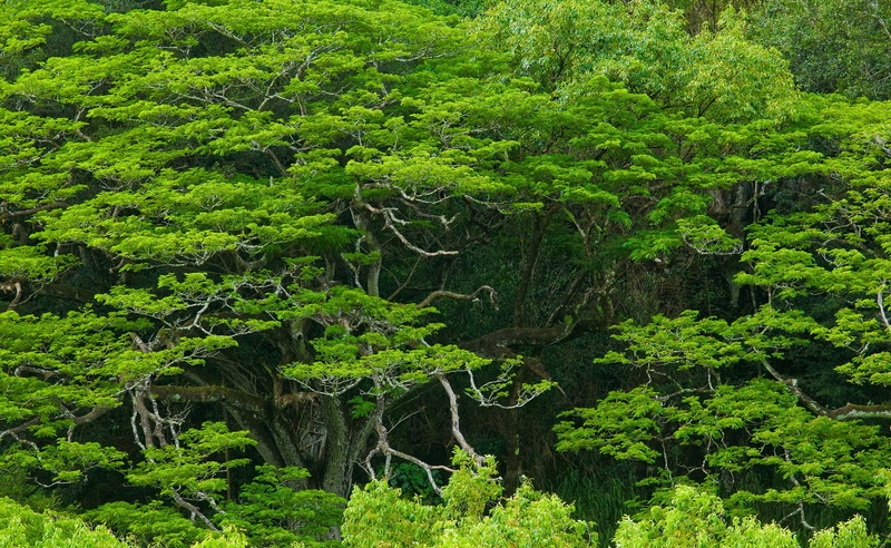plant, no people, tranquil scene, Nature, waimea valley, trees, photography, land, hawaii, growth, 2K, tree, amazing, waimea, foliage, valley, Forests