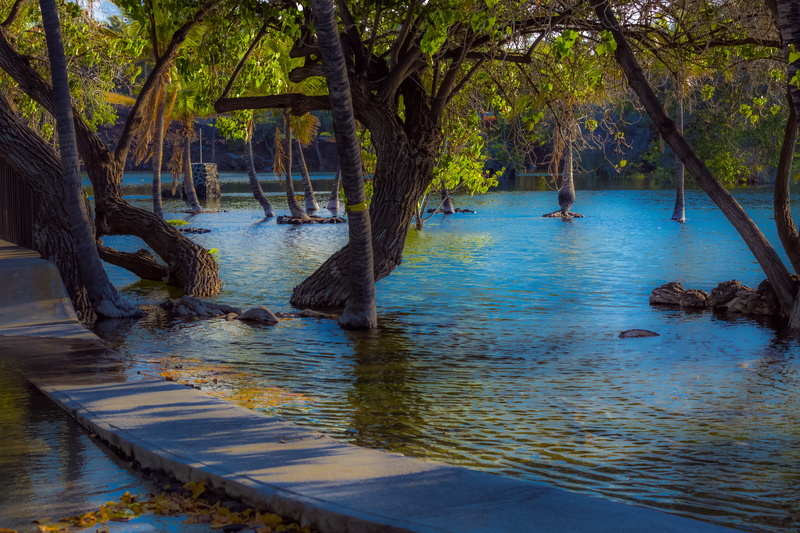plant, travel destinations, outdoors, trees, lagoon, land, lifestyles, pathway, waimea, pacific, palm trees, people, 5K, scenics - nature, water, tranquility