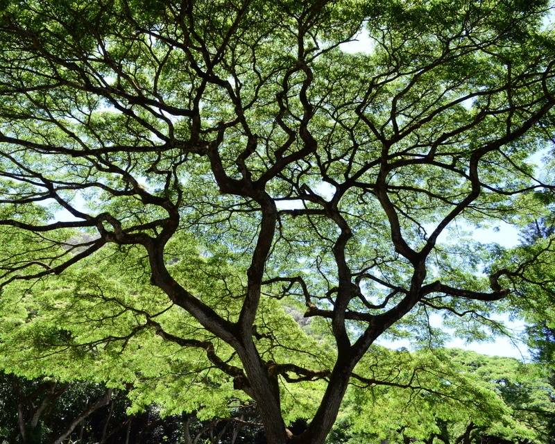day, foliage, branch, growth, tranquility, land, tree trunk, sky, lush foliage, silhouette, tree canopy, plant, low angle view, no people, united states