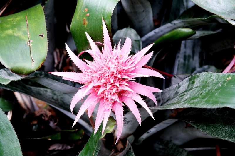 nature, plant part, freshness, vulnerability, no people, usa, summer, beautiful, oahu, beauty in nature, day, focus on foreground, fragility, outdoors