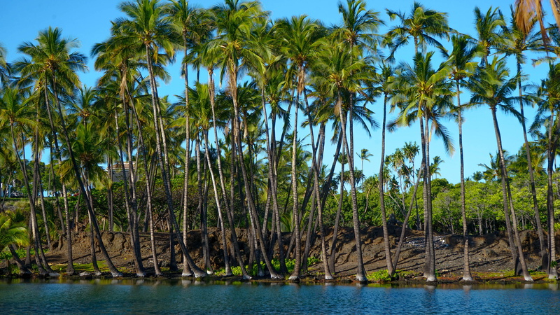 beauty in nature, water, scenics - nature, idyllic, outdoors, united states, non-urban scene, mauna lani bay hotel and bungalows, hawaii, trunk, green color
