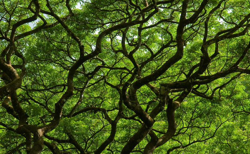 plant, Nature, branch, green color, waimea valley, forest, 4K, roof, outdoors, scenics - nature, Forests, foliage, lush foliage, natural, land, day, leafed