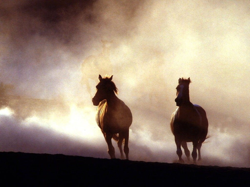 friends, horse, horses, art, cavalo, hd, animals, animal, 480P