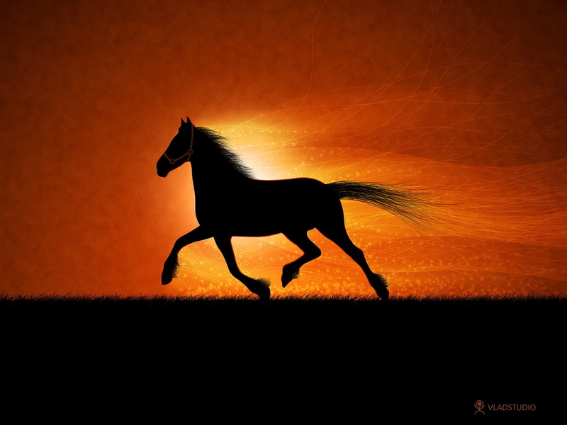 hd, animal, horse, animals, 720P, cavalo