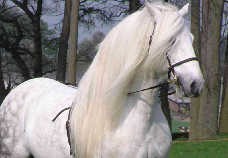 art, horses, cavalo, m, horse, 480P, beautiful, hd, animals