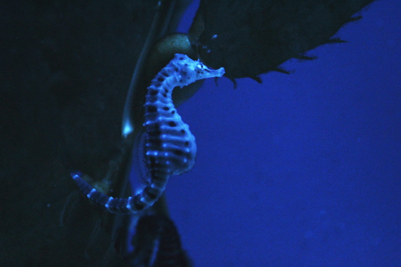 animal, undersea, swimming, animals in captivity, marine, animal wildlife, sea, aquarium, tank, aquarium of genoa, underwater, animals in the wild, water