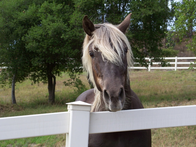cavalo, horses, hd, 720P, animals, art