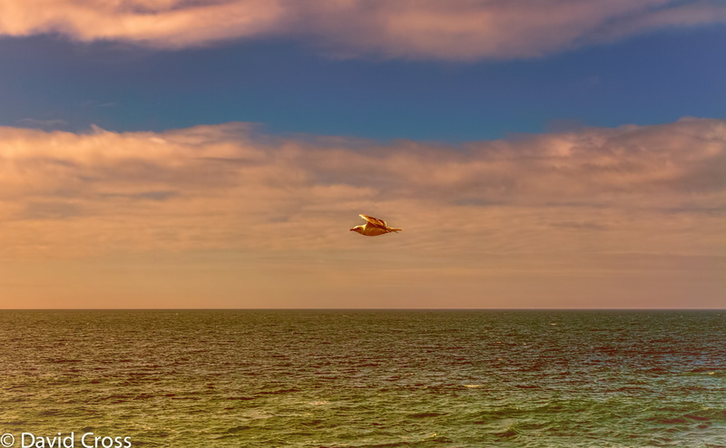 animal wildlife, highway1, Northern, one animal, California, Bean, vertebrate, sunset, mid-air, sky, californiacoast, Highway, Point, lightroom5, dailyrayofhope