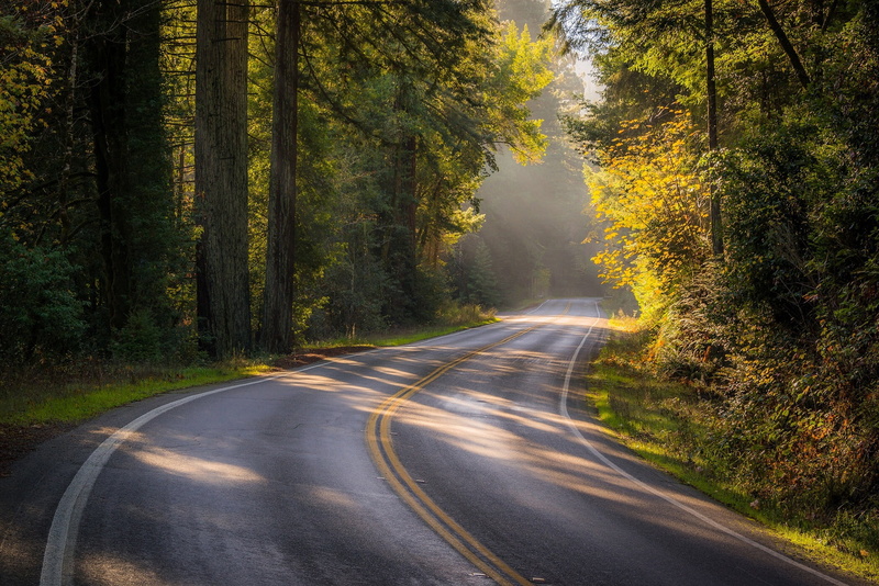 road, Bohemian Highway, forest, autumn, Sonoma County, 1080P, CA, trees, SONOMA, California
