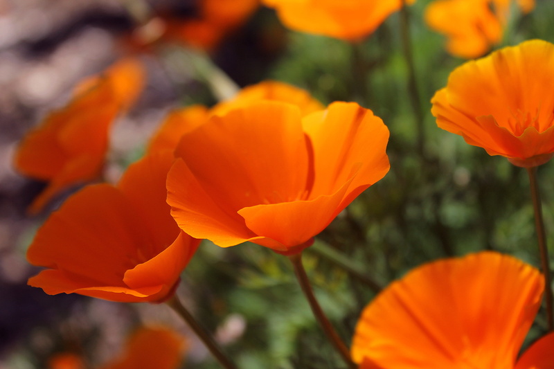 sonoma county, close-up, tulip, vulnerability, orange, petal, californiapoppy, beauty in nature, 4K, close, inflorescence, poppy, focus on foreground