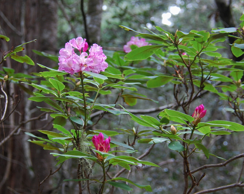 plant, county, flowers, close-up, serene, pink color, vulnerability, united states, sonoma county, north coast, growth, inflorescence, 2K, fragility, hiker
