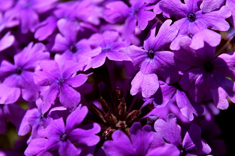 botany, united states, inflorescence, purple, explore, lilac, flowers, sonoma county, flower head, pink color, 4K, canon, focus on foreground, sonoma