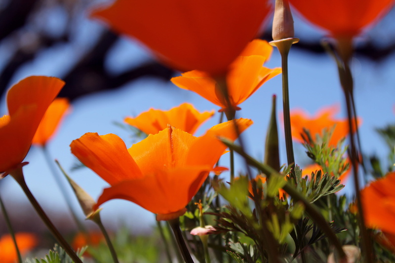 vulnerability, explore, nature, freshness, california, inflorescence, tulip, selective focus, golden, poppy, 4K, flower, flowering plant, poppies, petal