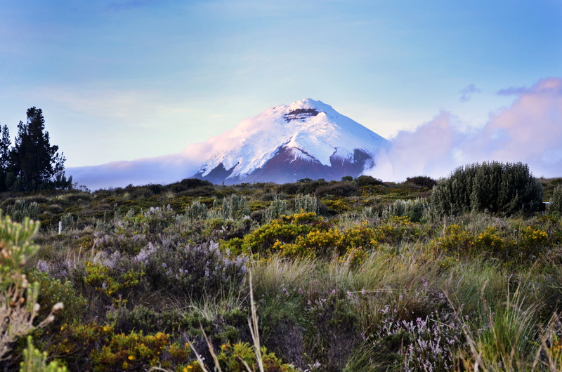 growth, non-urban scene, cotopaxi, land, snowcapped mountain, grass, landscape, no people, tranquility, winter, tranquil scene, beauty in nature, cotopaxi national park