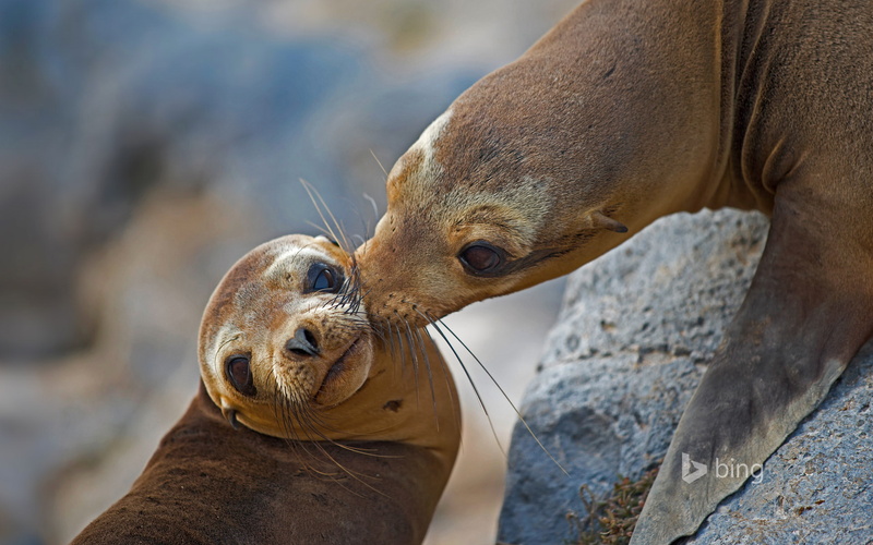 the Floreana island, 1080P, Galapagos sea lion, Ecuador, Santa Maria