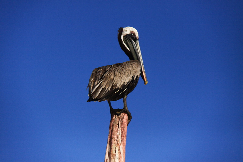 animal neck, animals in the wild, pelican, one animal, outdoors, clear sky, pole, animal themes, ecuador, copy space, perching, beak, vertebrate, sky, animal