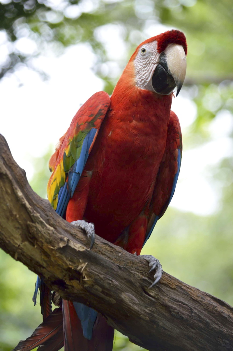 ecuador, branch, plumage, tree, day, colors, animal wildlife, wood - material, ave, tropical, plant, close-up, beak, latin america, jungle, macaw, bird