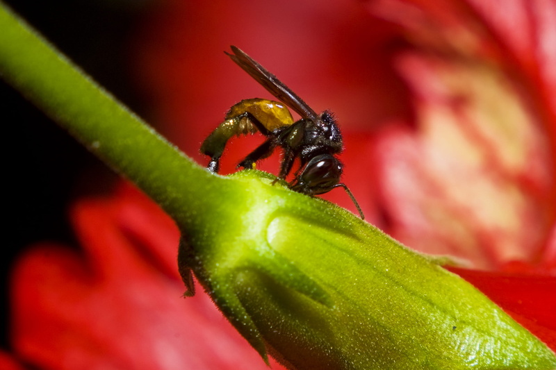 freshness, detalle, plant, flower, animals in the wild, close-up, green color, insecto, red, one animal, plant part, selective focus, acercamiento, 2K
