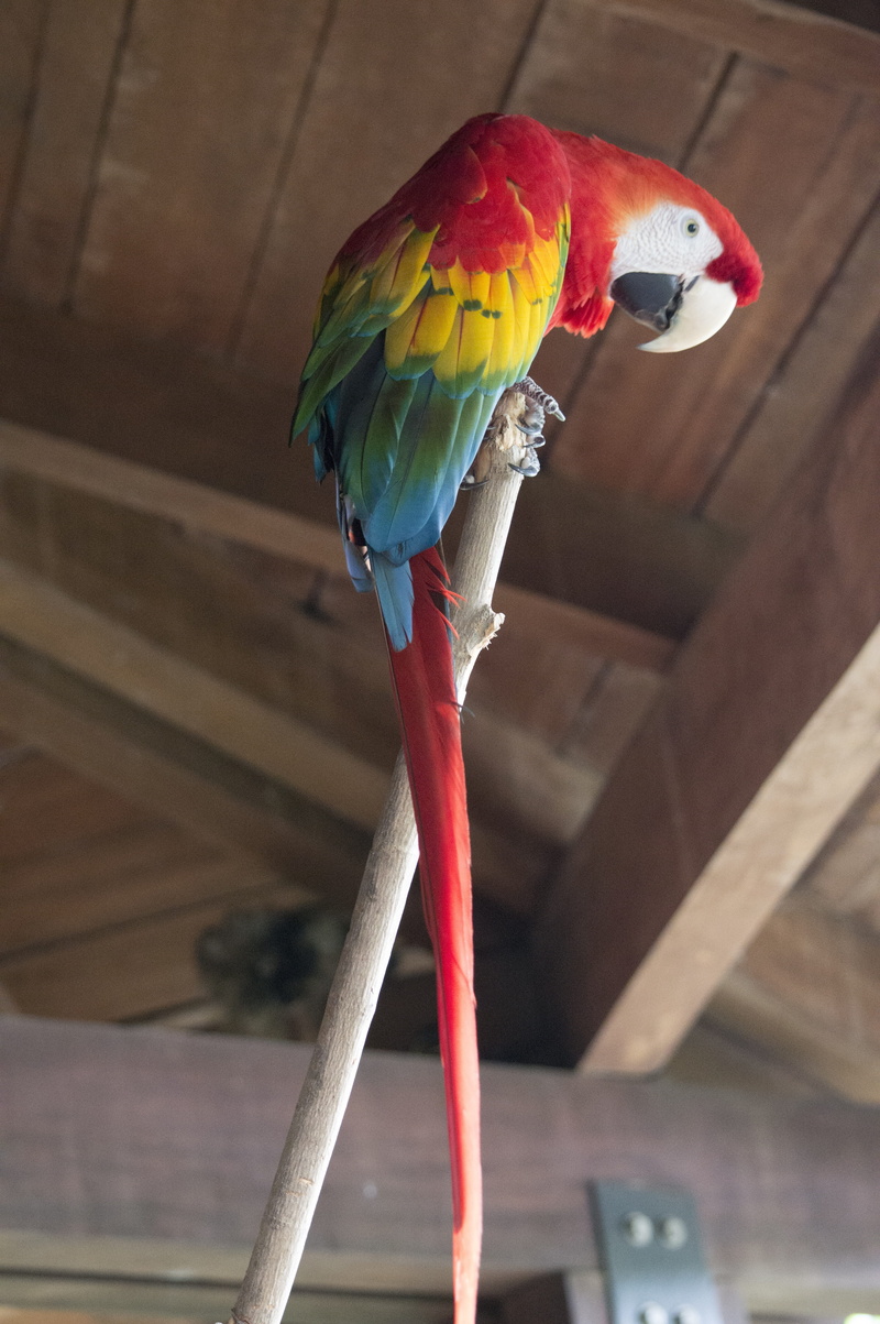 no people, scarlet macaw, parrot, ave, plumage, colorful, multi colored, animal, animal themes, rainbow, ecuador, peak, exotic, bird, close-up, perching