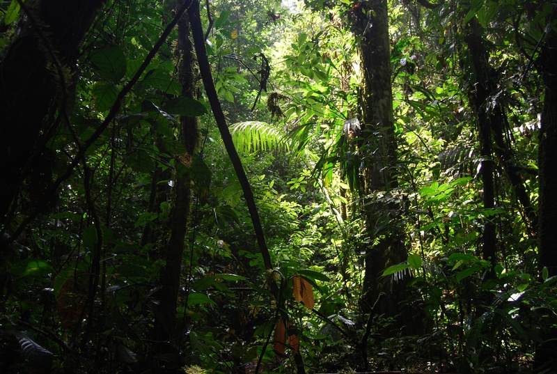 summer, green Color, tranquil scene, tree trunk, photography, 2K, tropical Rainforest, trees, bamboo - plant, rainforest, trunk, ecuador, outdoors, forest
