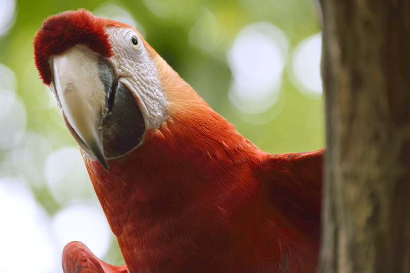 rainbow, guayaquil, animal body part, animals in the wild, no people, macaw, animal eye, tropical, ave, red, 2K, tree, ecuador, one animal, plumage, parrot
