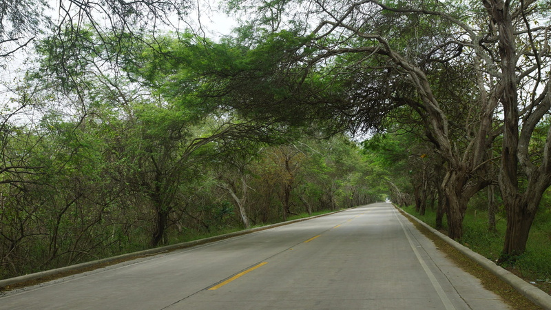 tropical, outdoor, nature, adventure, Manabi, direction, diminishing perspective, tree, growth, sign, Way, road marking, spondylus, Tourism, asphalt, landscape
