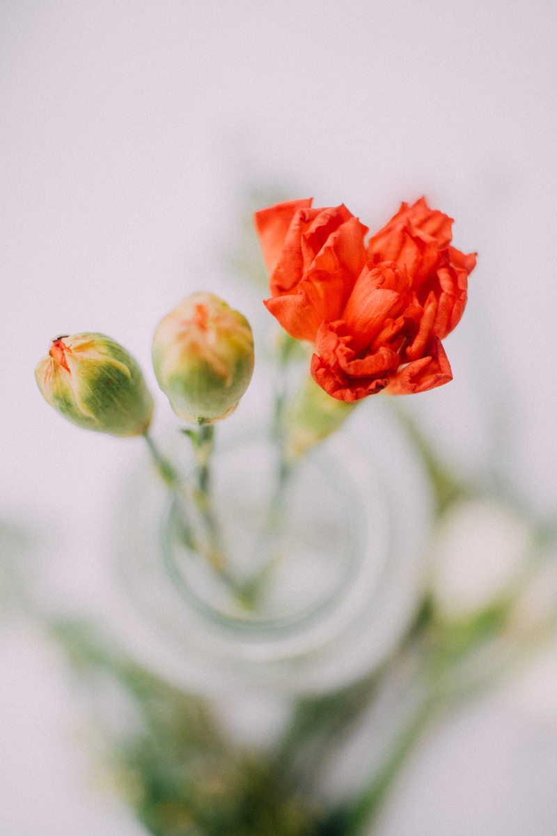 blossom, plant, close-up, nature, plant stem, 4K, freshness, indoors, bud, rose - flower, vulnerability, petal, petaled, selective, geranium, red, flores