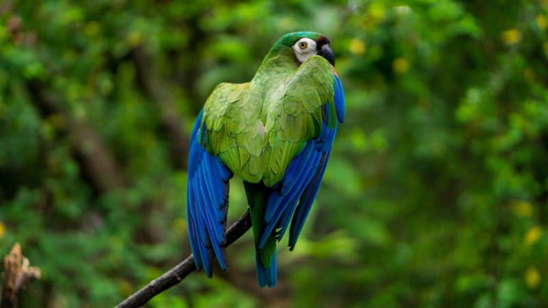 no people, macaw, guacamaya, tree, focus on foreground, one animal, branch, 5K, grass, parrot, green color, fauna, ecuador, day, plant, animals in the wild