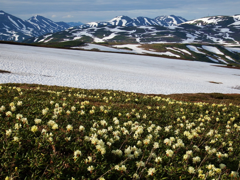 height, rhododendrons, scenics - nature, summer evening, field, volcano, snowcapped mountain, outdoors, the snow, cold temperature, environment, travel