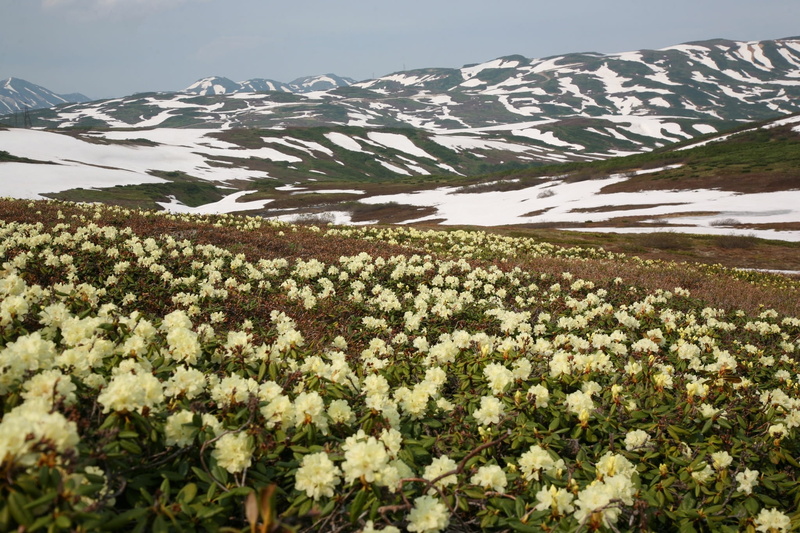 the foot, kamchatka, snowcapped mountain, the snow, summer evening, mountain, plant, mountains, beauty in nature, outdoors, 1080P, growth, rhododendrons