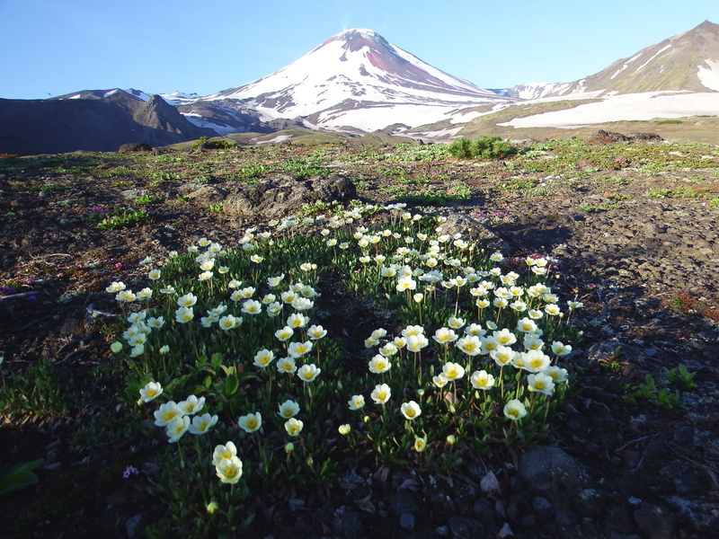 snowcapped mountain, flowers on the slag, 1080P, mountain peak, mountains, growth, peninsula, scenics - nature, winter, no people, environment, mountain