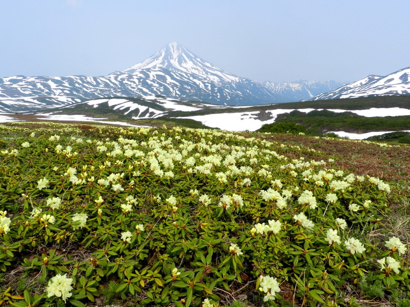 outdoors, winter, summer, 1080P, scenics - nature, kamchatka, daytime, flowering plant, no people, snow, travel, environment, peninsula, mountain, summer evening