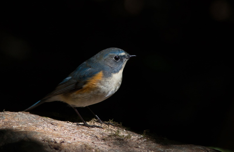 animals in the wild, rock - object, nature, animals, robin, 1080P, black background, rock, outdoors, side view, one animal, songbird, profile view, red flanked bluetail
